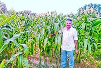 बाड़मेर की धरा में अब अमरीकन मक्के की मिठास