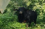 Bull killed
