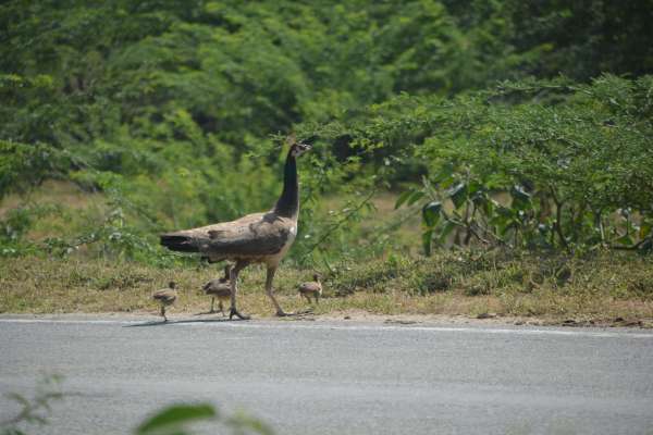 beautiful pics of peahen
