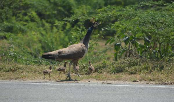 beautiful pics of peahen