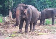 Elephants