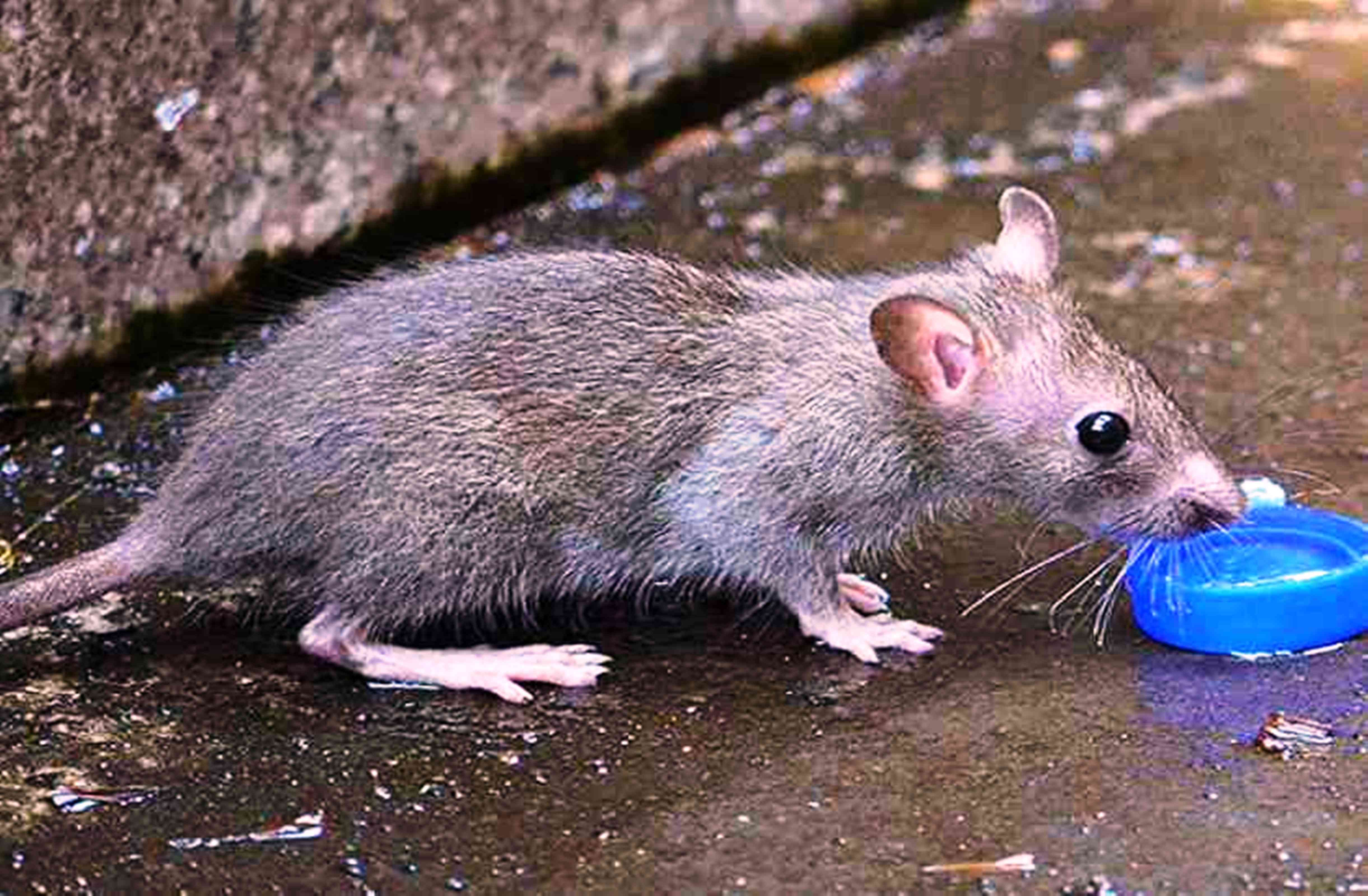 rats took over the ot of famous hallet hospital of kanpur