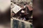 snake