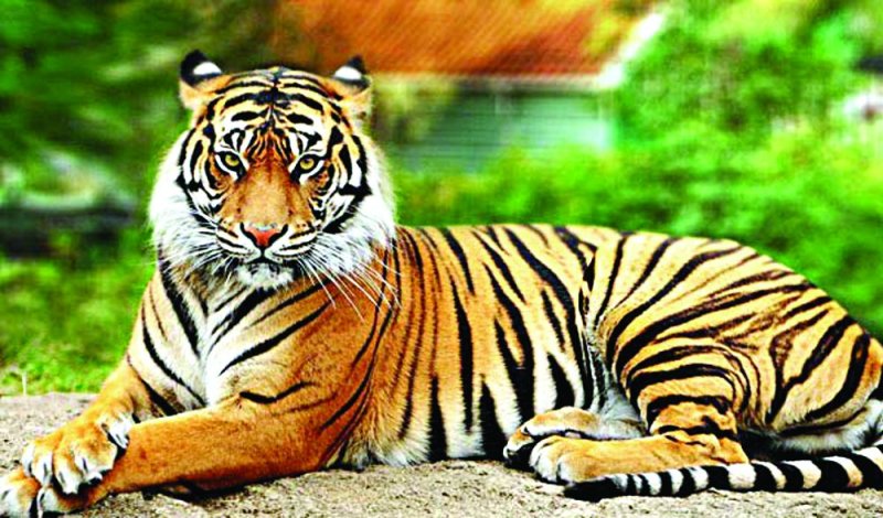 sanjay dubri tiger reserve madhya pradesh