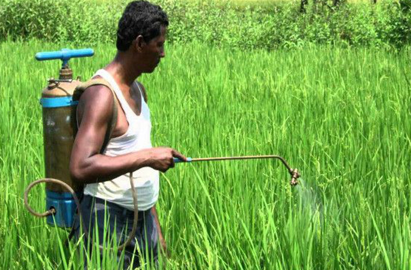 बीमारी से बचाव के लिए कर रहे कीटनाशक का छिड़काव