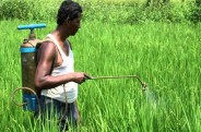 बीमारी से बचाव के लिए कर रहे कीटनाशक का छिड़काव