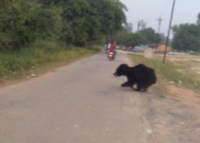 Bear on road