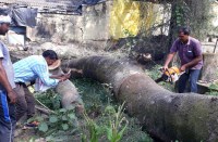 CG Public Opinoin : जिम्मेदारों से अधिक शहर प्रेमियों को हरियाली की चिंता, पढि़ए रेसिडेंसियल बिल्डिंग के नाम पर 62 वृक्षों की कटाई पर लोगों ने क्या कहा...