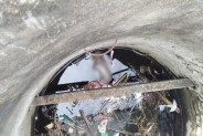 Newborn dead body