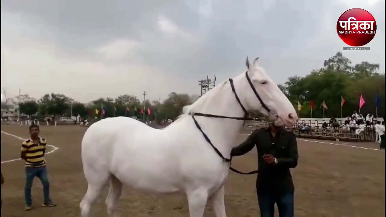 What kind of sickness was there in horses that stopped at the fair
