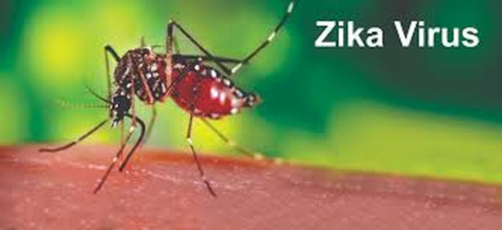 Zika virus 
