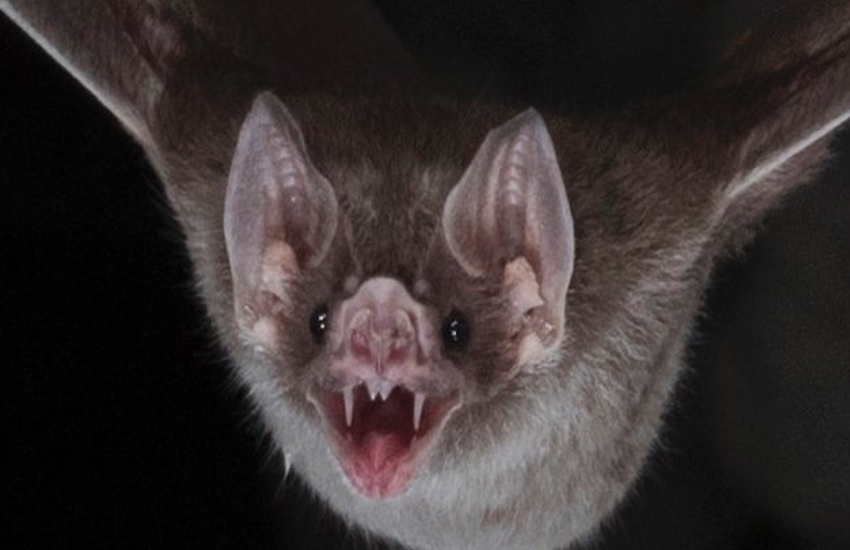 bats fight zika virus