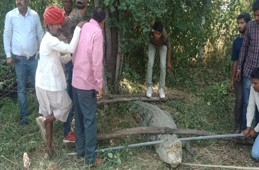 दूदापुरा में खेत में पहुंचा आठ फीट लम्बा मगरमच्छ