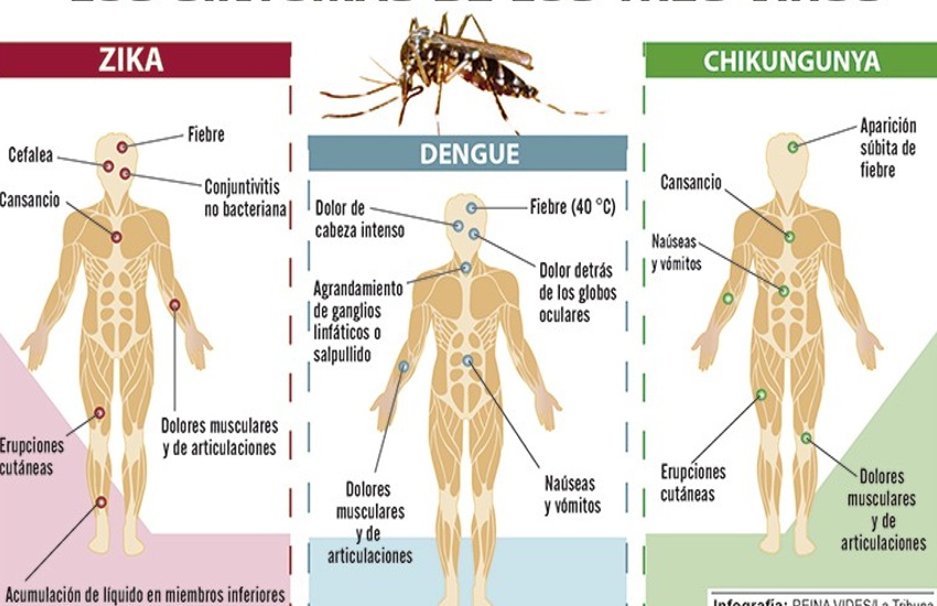 zika vs dengue vs chikungunya