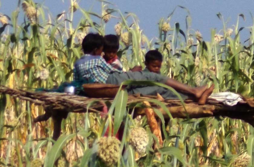 Buffer area farmer worried by wildlife