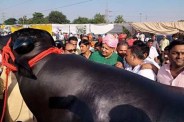 meerut