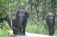 Breaking : जंगल के रास्ते लौट रहे पति-पत्नी को दंतैल हाथी ने दौड़ाया, महिला को सूंड़ से उठा कर पटका, पति ने भाग कर बचाई जान