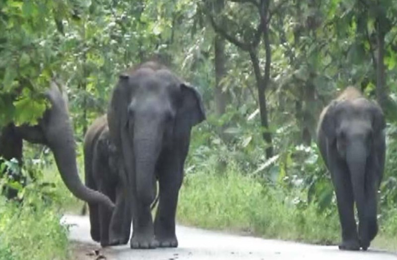 Breaking : जंगल के रास्ते लौट रहे पति-पत्नी को दंतैल हाथी ने दौड़ाया, महिला को सूंड़ से उठा कर पटका, पति ने भाग कर बचाई जान