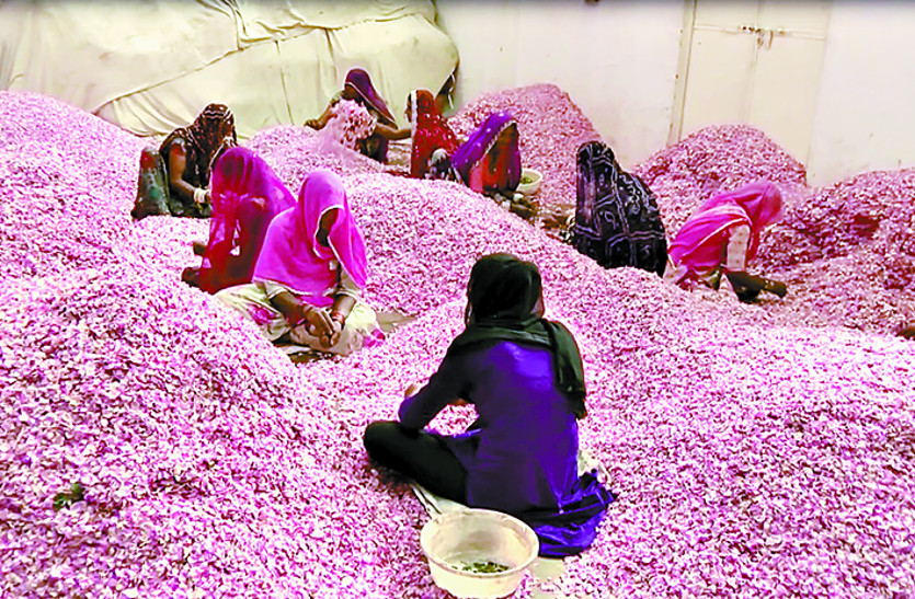 Rajasthan Ka Ran Pushkar Ground Report