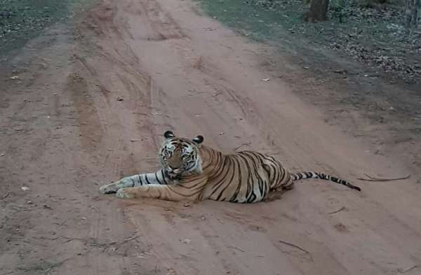 Ranthambore National Park in sawaimadhopur 