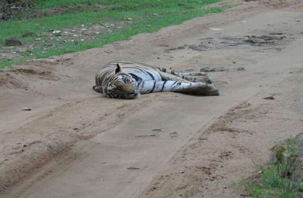 Ranthambore National Park in sawaimadhopur 