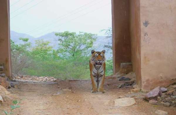 Ranthambore National Park in sawaimadhopur 
