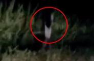 viral video