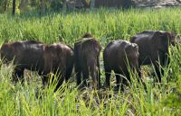 seven elephants were killed together in odisha