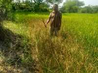 Video Gallery : सूखते फसल को बचाने 1500 रुपए प्रति एकड़ बोर से पानी खरीदने मजबूर किसान