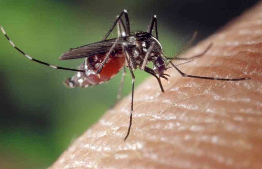 dengue