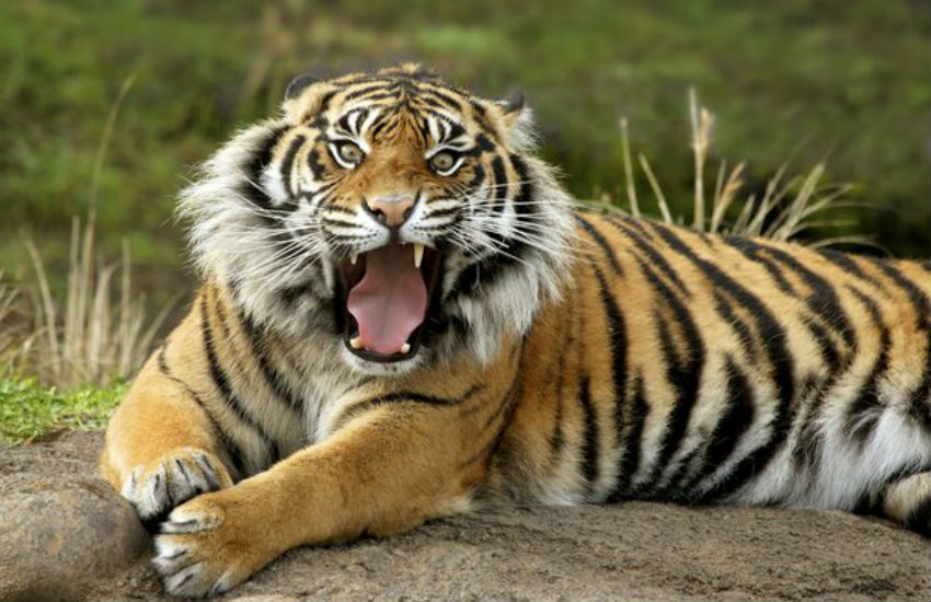 pilibhit tiger