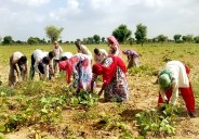 farmer in filed