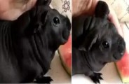 rat