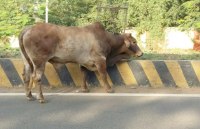 Dividers, roads, grass, cattle, sanitation, dirt