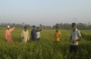 Paddy field