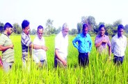 धान पौधों में बालियां निकलने के बाद किसानों को घटिया बीज सप्लाई का हुआ एहसास