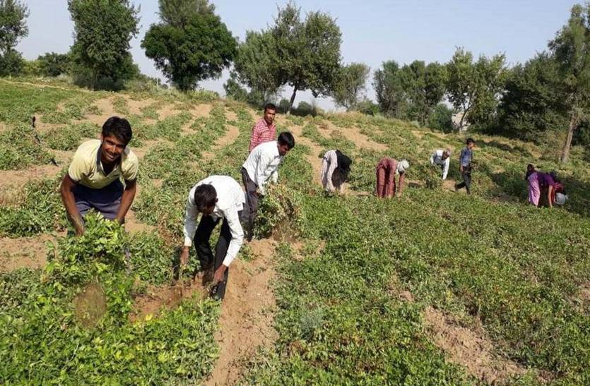 Farmers engaged in crop cutting