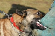 Dog News 