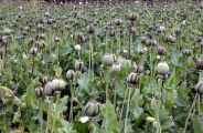 District opium department divides Lease in bhilwara