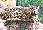 dodging-the-panther-to-forest-guards-and-villagers