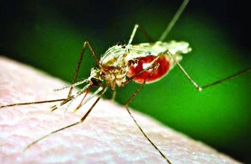 Dengue in Piparcity