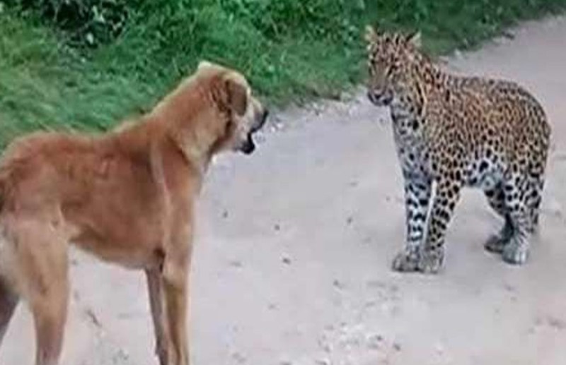 Dog fight with leopard