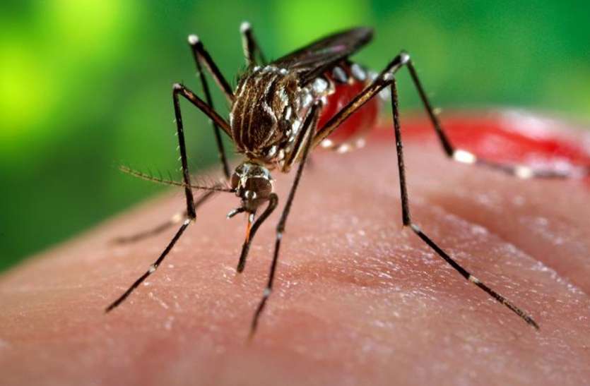 Dengue Attack on festive season in Jodhpur