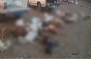 jodhpur accident sheep died