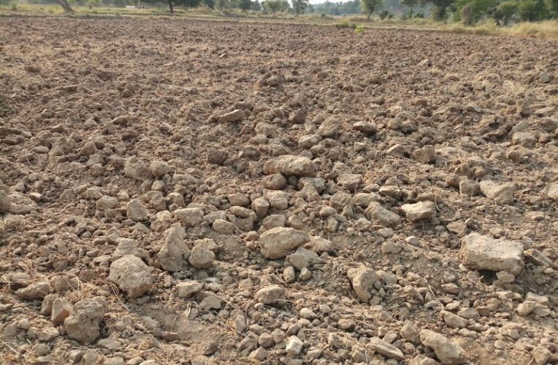 Main crops of wheat and gram