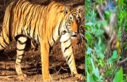 sundari 