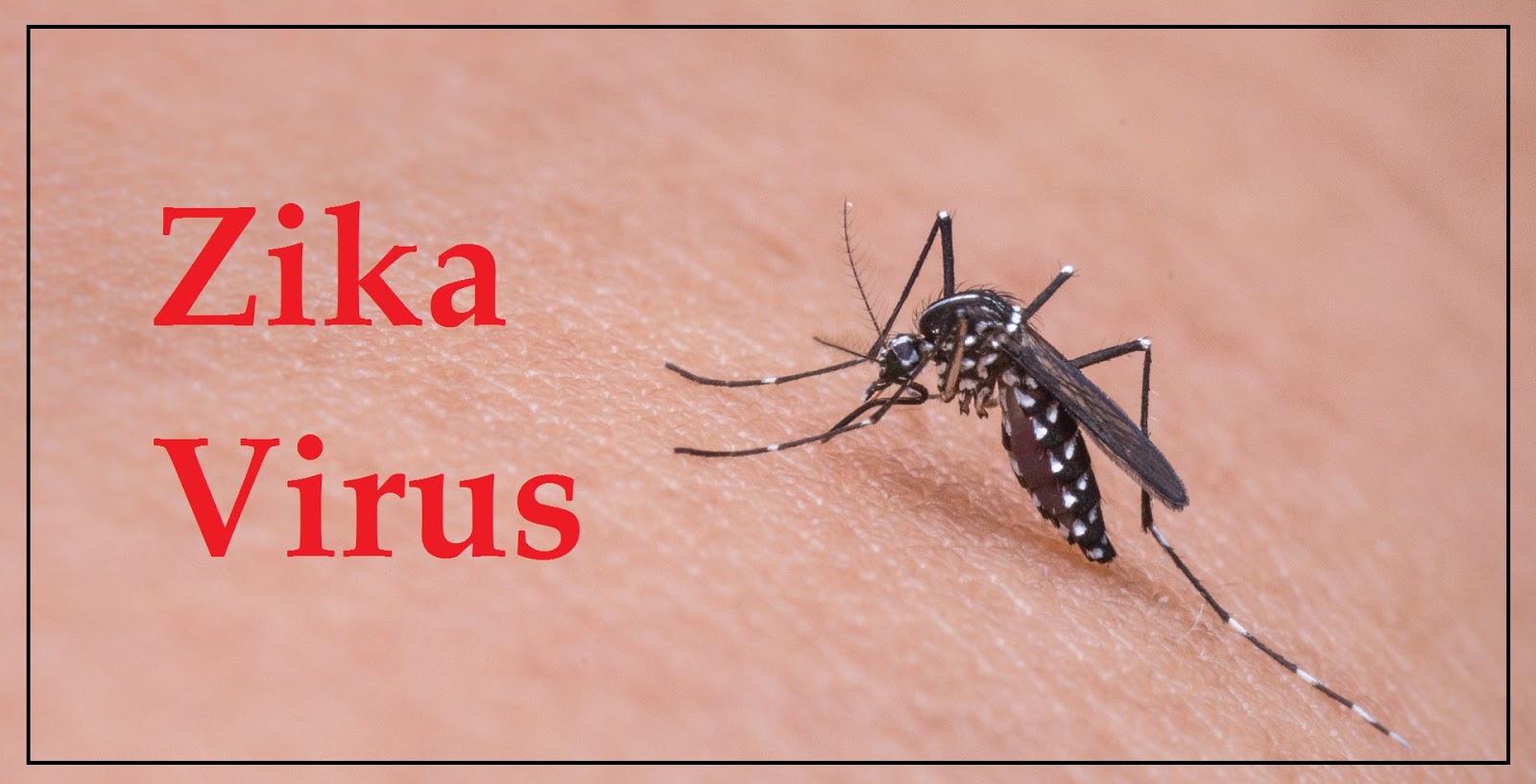 zika Disease