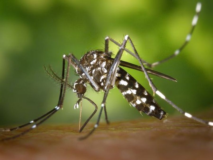 dengue not control in ajmer