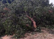 Sandal tree