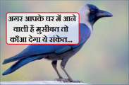 crow signals